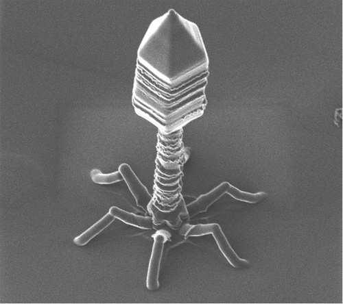Un apéndice proteínico adjunta al fago a su huésped e inyecta una pequeña cantidad de N o RN en su célula huésped.