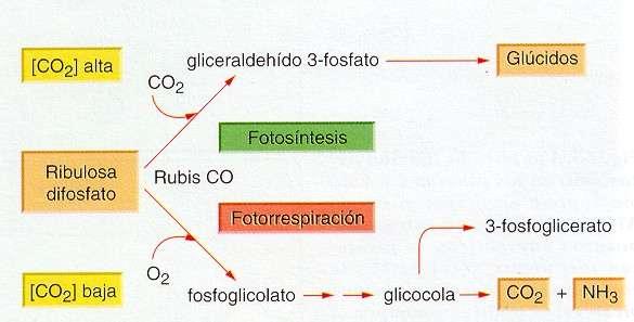 FOTORRESPIRACIÓN El glicolato pasa a los peroxisomas, donde, por cada dos moléculas del mismo, se obtiene una de fosfoglicerato y una de.