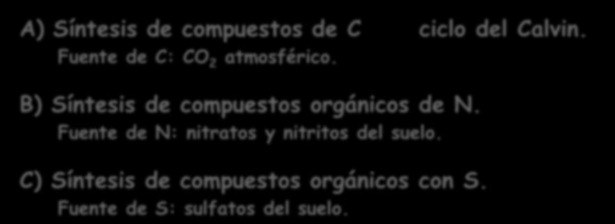 FASE OSCURA DE LA FOTOSÍNTESIS A) Síntesis de compuestos de C ciclo del Calvin. Fuente de C: atmosférico.