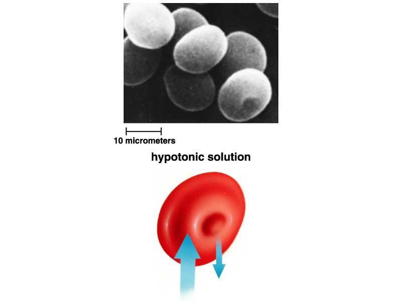 Solución hipotónica La concentración de materiales disueltos en el agua fuera de la célula es menor
