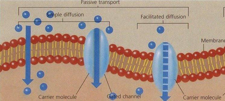 Difusión facilitada Es la difusión de materiales a través de la membrana celular con la ayuda de moléculas transportadoras (proteínas).
