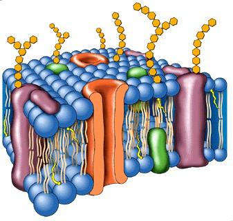 Membranes cel