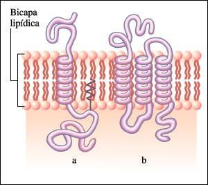Proteïnes integrals: total o parcialment englobades en la part hidrofoba de la bicapa.