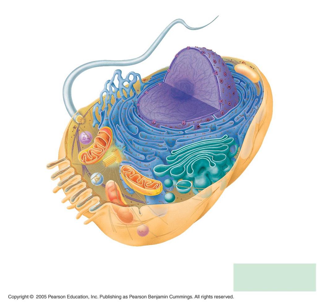 ENDOPLASMIC RETICULUM (ER Nuclear envelope Flagellum Rough ER Smooth ER Nucleolus NUCLEUS Chromatin Centrosome Plasma membrane
