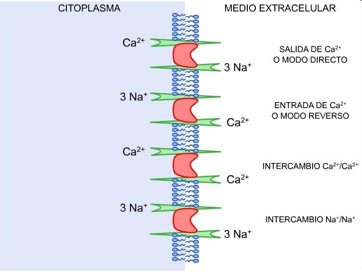 Funcions de les proteïnes de membrana: Regular l entrada i sortida de molècules (bàsicament entrada de nutrients i sortida de substàncies