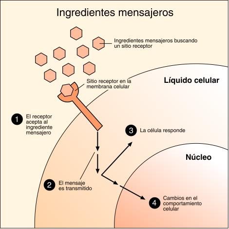 Activitat enzimàtica (alguns enzims de la cèl lula es troben en la membrana).