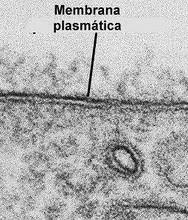 La membrana plasmàtica.