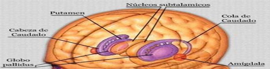 EFECTO DE LA MARIHUANA SOBRE EL SISTEMA NERVIOSO Sistema límbico Localizado en medio del cerebro, dos de sus estructuras más importantes son el hipocampo y la amígdala. El hipocampo.
