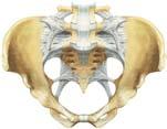 Pelvis Aproximación sobra-acetabular: incisión por debajo de la espina iliaca antero-inferior de 3-4 cm, por vía biselada, se llega a la zona sobre-acetabular; cuidado a no dañar el nervio cutáneo