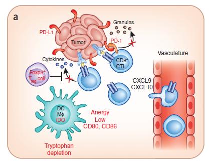 Melanomas con infiltración de células T: Fenotipo inflamado Secreción de
