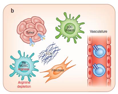 Melanomas sin infiltración de células T: Fenotipo no inflamado Pobre secreción de citoquinas e infiltración linfocitaria Mínima