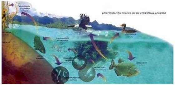 En un ecosistema acuático la biodiversidad, o número de especies vegetales y animales que habitan en él, es menor que en uno terrestre. La base nutritiva está en el fitoplancton y en el zooplancton.