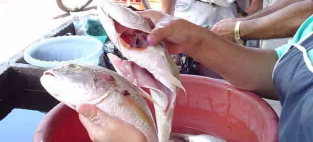 Consumo de pescado y productos pesqueros... Tendencias mundiales.