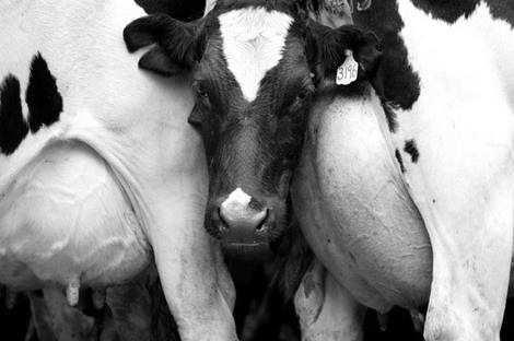REQUERIMIENTOS DE PARA LACTACION SINTESIS DE LOS COMPONENTES La magnitud de estos requerimientos varían con las especies y razas cantidad de la leche composición de la leche Especie Vaca Holstein