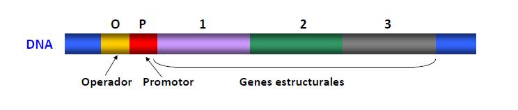 Concepto de operon Unidad de expresión génica, que permite la transcripción coordinada de varios genes implicados en una misma ruta metabólica.