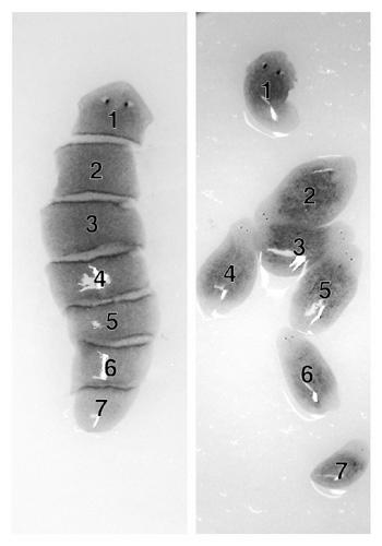 Concepto de gen Codificación Síntesis de proteínas Mutación Según el material génicas cromosómicas Según el tipo de tejido germinal somático Mutación Causas