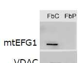 2.Efectos que produce la mutación de la EGF1 en la traducción mitocondrial. a.