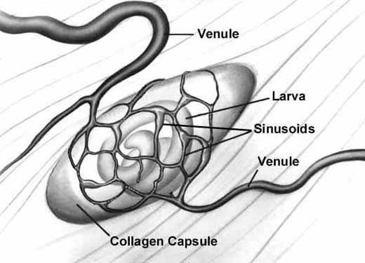 T. spiralis: Angiogénesis vénula Fibra muscular Día 8 pi vénula larva