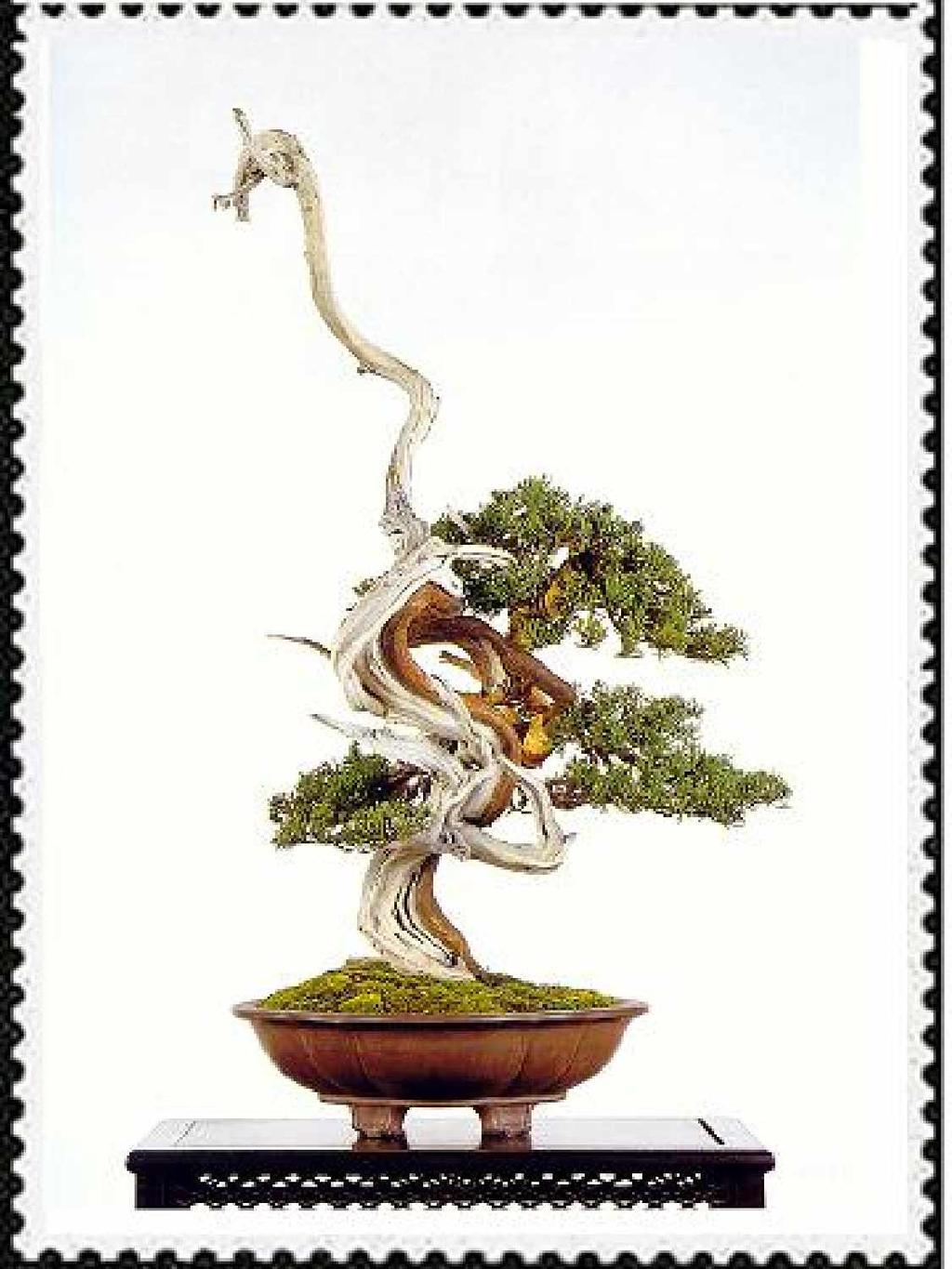 Alisios bonsái: septiembre 2010