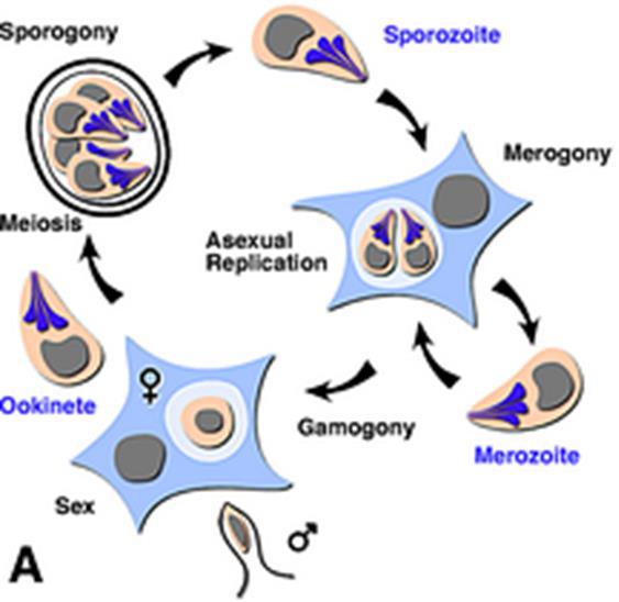 Apicomplexa: Ciclo biológico y multiplicación Jordan y col.