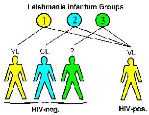 Mala evolución clínica: -Recaídas frecuentes -Mala respuesta al tratamiento LEISHMANIA Y VIH Diseminación del parásito -Formas cutáneo mucosa - Forma