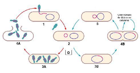 B) Cuál es la diferencia más significativa, recogida en la figura, entre el ciclo de vida de los virus animales y el