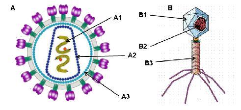 219 a) Cite diferencias estructurales y funcionales entre una bacteria y un virus. b) Explique qué es la cápsida. c) Qué es un plásmido.