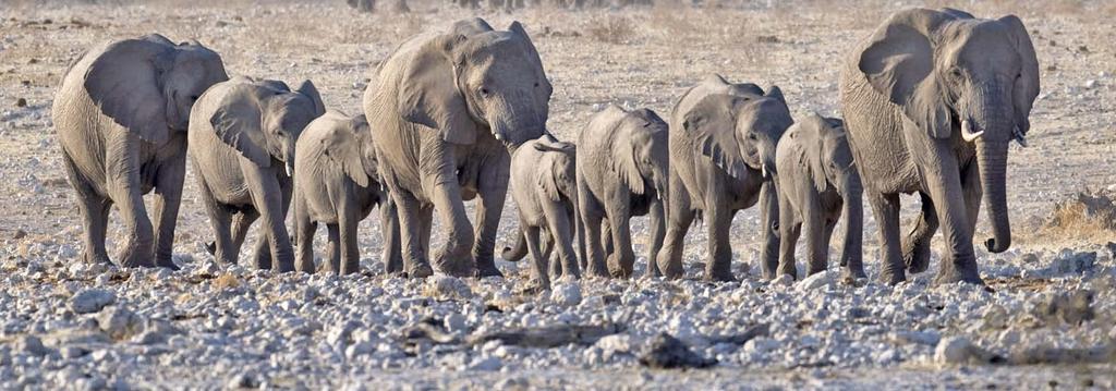 Elefantes Créditos fotográficos: Portada: Fritz Kocher/123RF; contraportada: istockphoto.