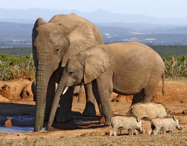 Esta mamá elefante y su bebé viven en África. Esta mamá elefante y su bebé viven en Asia.