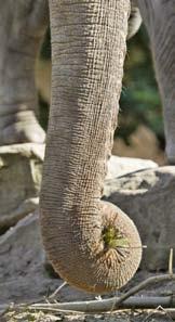 Los elefantes tienen un cuerpo gris pesado, patas anchas, la piel arrugada y orejas caídas.