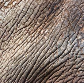 Los elefantes usan sus colmillos para pelar la corteza de los árboles y para cavar en busca de minerales. Sabías que?