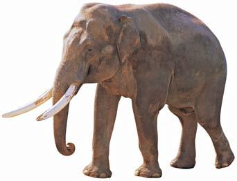 colmillos largos la mayoría vive en praderas Elefantes asiáticos más pequeños cuerpo redondeado orejas más pequeñas que no
