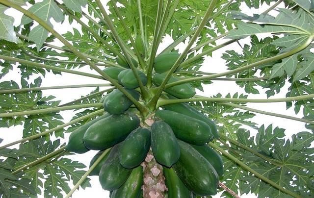 OBJETIVOS - Caracterizar frutos de diferentes cultivares de papaya; Intenzza (Mexico), Pococí (Costa Rica) y Sinta (Filipinas), cultivados en las mismas condiciones, desde el punto de vista