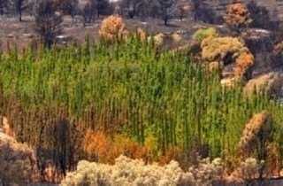 Los cipreses demostraron tener una asombrosa resistencia a los incendios forestales en España durante el pasado verano.