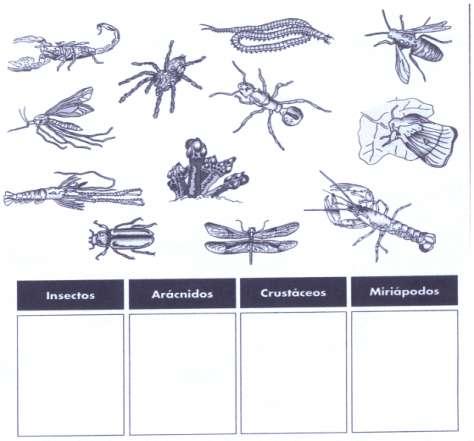 18º Clasifica a los siguientes artrópodos en las diferentes clases: 19º Completa esta ficha con las principales características