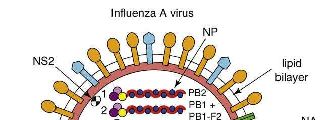 Virus de la gripe: estructura Virus Envuelto, 80-120 nm diámetro