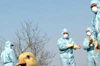 Nuevas pandemias: gripe aviar (H5N1) 1997: Hong Kong A/H5N1/avian.