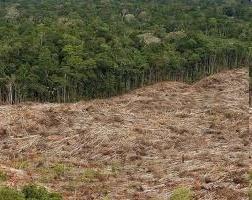 Lo que ya hemos descubierto Comprobación de que la deforestación y quemadas aceleran el