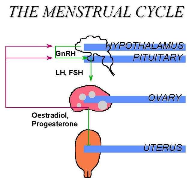 USOS DE LOS PROGESTAGENOS Anticoncepción. Se administran solos ó con estrógenos en anticonceptivos orales.