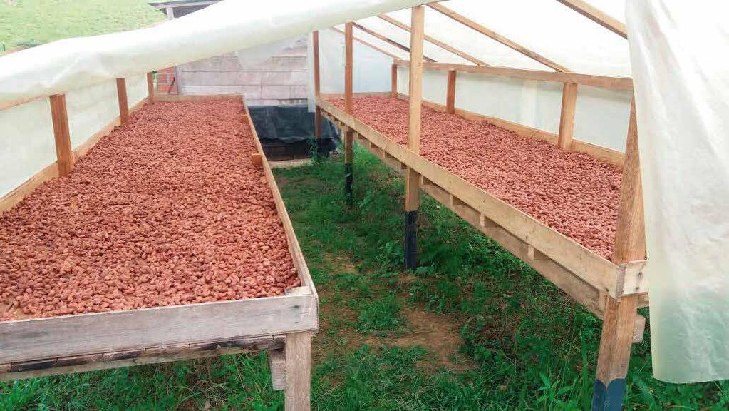 Nuestro CULTIVO En el municipio de Maceo en Antioquia tenemos alrededor de hectareas con cultivo de cacao 100%