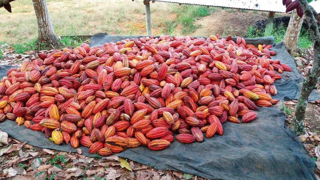 Propiedades del DEL CACAO Los bombones de Cacao Vital, son un complemento nutritivo y medicinal.