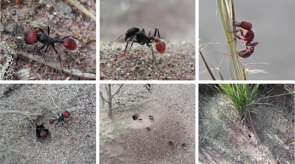 Redundando incluyendo otros taxa granívoros Hormigas granívoras del Monte central El ensamble de hormigas que acarrean semillas