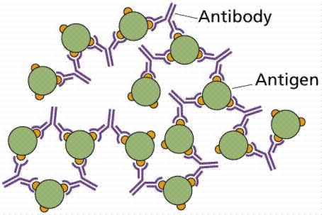 FUNCIONES DE LOS ANTICUERPOS DEPENDIENTES DEL RECONOCIMIENTO ANTIGÉNICO Unión de antígenos a anticuerpos de membrana (BCR): Señal que inicia