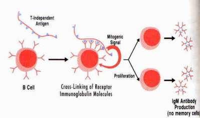 variar: Linfocitos B inmaduros: IgM Linfocitos B vírgenes: IgM+IgD Linfocitos B memoria: Cualquier Ig Neutralización de antígenos por