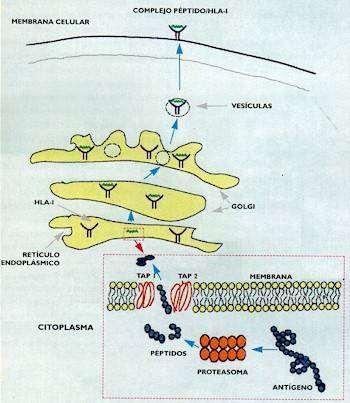 Los antígenos se tienen que documentar por medio de HLA de clase I o II Las células accesorias (macrófagos y células dendríticas, principalmente) tienen por función procesar los antígenos y presentar