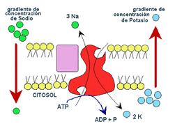 + GC (nite TM ) itrato de galio Citrato Aprobado en USA para usos terapéuticos en hipercalcemias relacionadas con algunos cánceres El galio se encuentra en forma de complejo con el citrato, soluble,