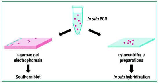 Principles of in situ PCR