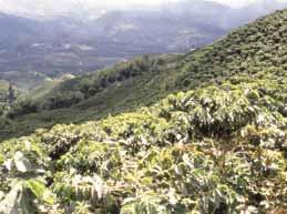 Plantación de variedad Colombia al sol.