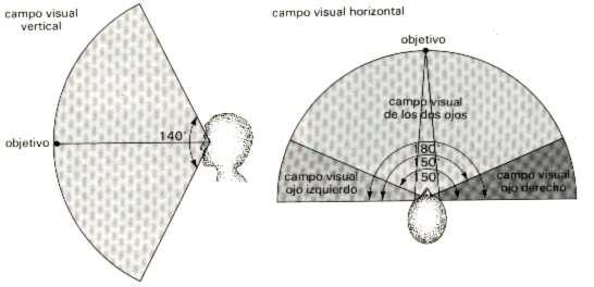 Campo visual binocular