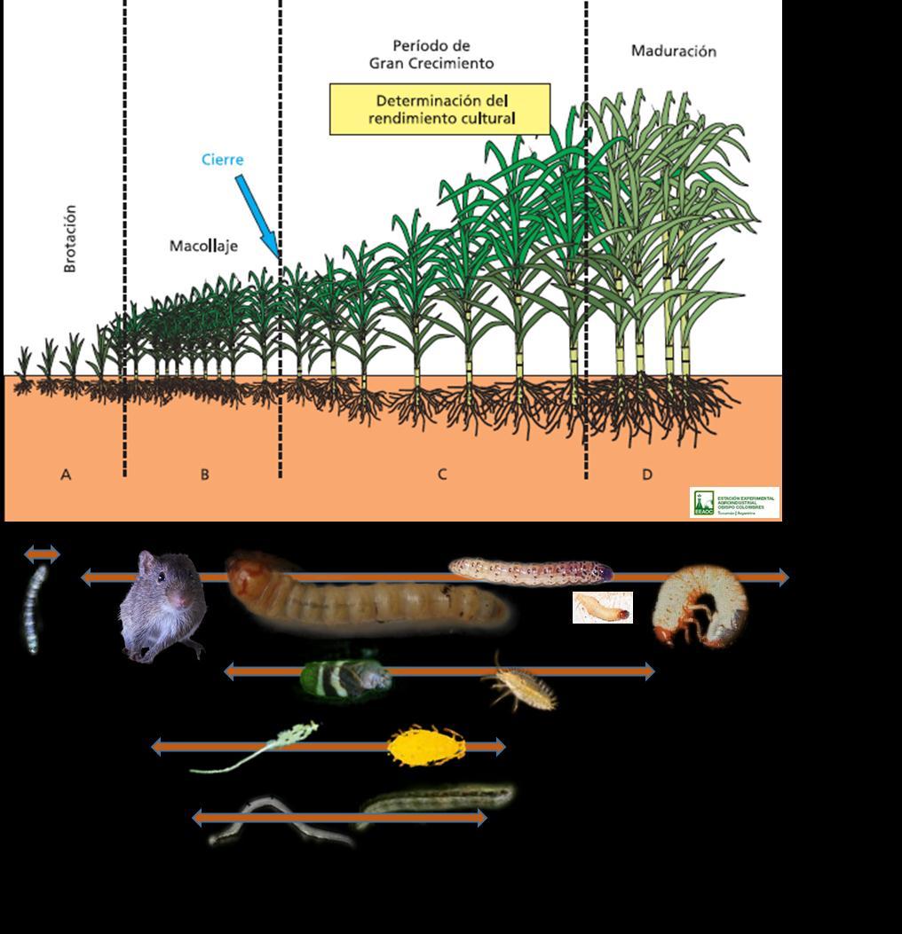 En la Figura 1 se expone los periodos de cultivo en donde algunos de los organismos reportados presentan mayor frecuencia de
